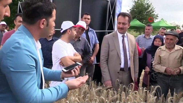 Vali Şentürk Tarla Günü'nde biçerdöverle hasat yaptı...Hasat yapılan tarlalar havadan görüntülendi
