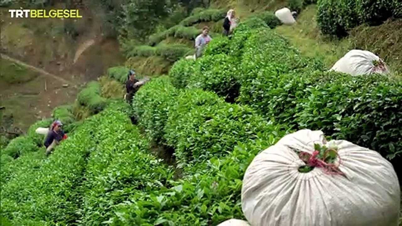 Yiyeceğin Serüveni 5. Bölüm - Çay