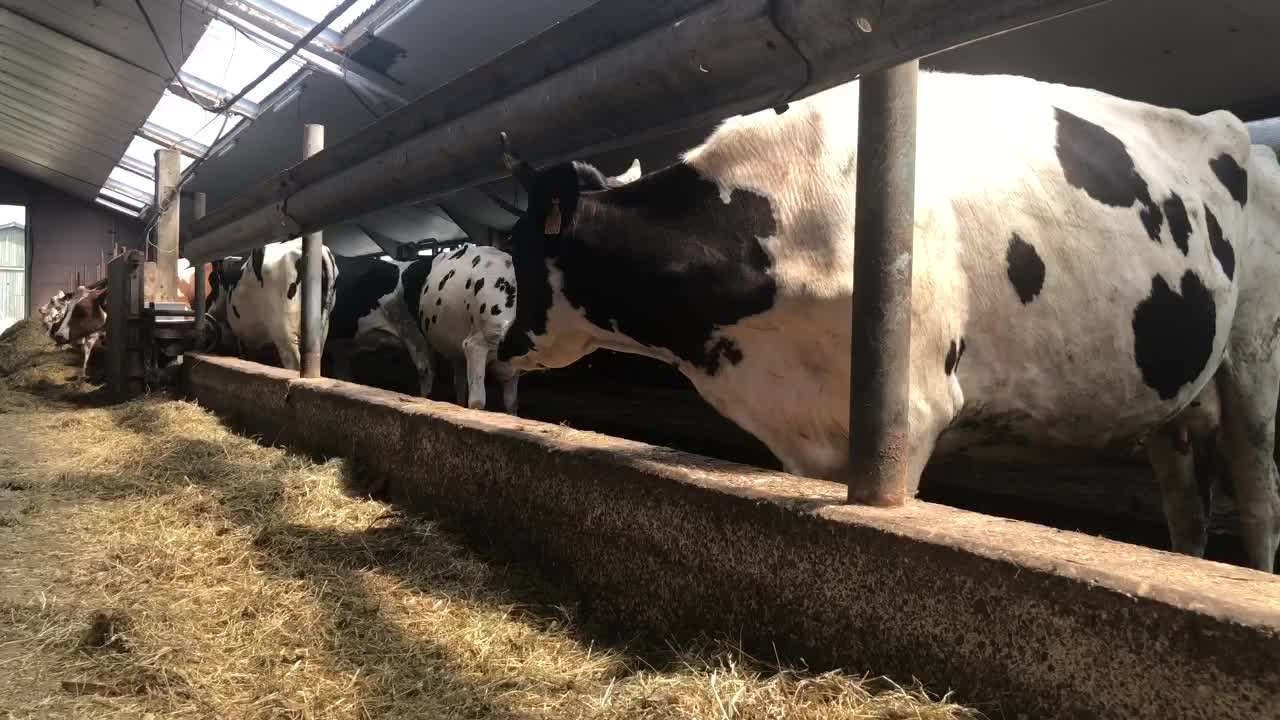 Canicule à la ferme