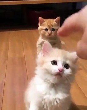 Ces chatons se roulent au sol juste pour qu'on leur donne des caresses. Trop cute !