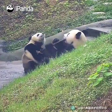 Quand deux pandas se disputent une tige de bambou, voici ce que ça donne !