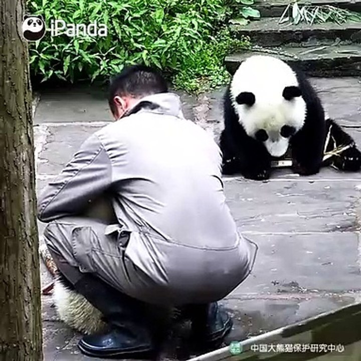 Ce bébé panda ne peut pas s’empêcher de manger les snacks de son frères. Trop drôle !