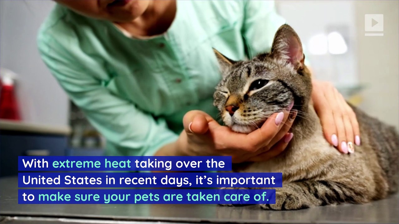 How to Keep Your Pets Cool During a Heat Wave