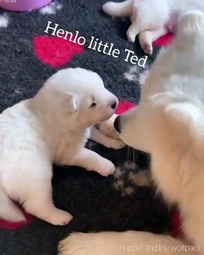 Ces adorables chiots passent un bon moment entre frère et sœurs. Magnifique !