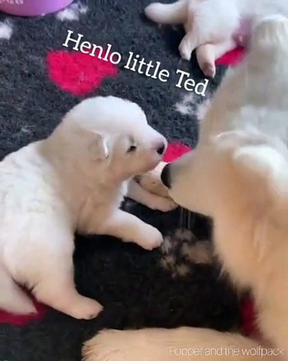 Ces adorables chiots passent un bon moment entre frère et sœurs. Magnifique !