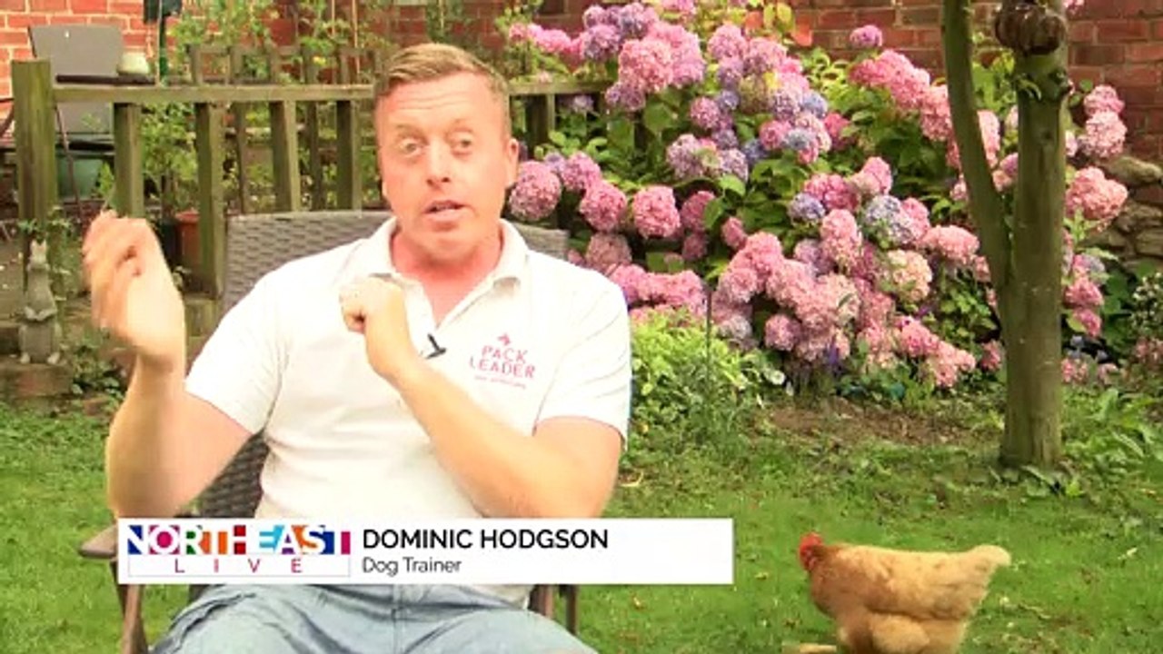 Tips To Keep Your Dog Cool!