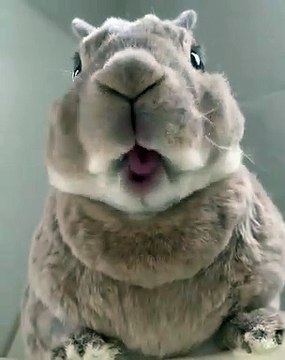 Ce bébé lapin brun mâchouille comme un bébé. Trop chou !