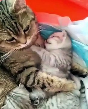 Ce chaton et sa maman sont trop mignons quand ils se donnent des câlins !