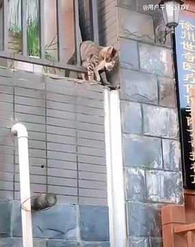 Admirez comment ce chat sauve son petit de la noyade ! Héroïque !