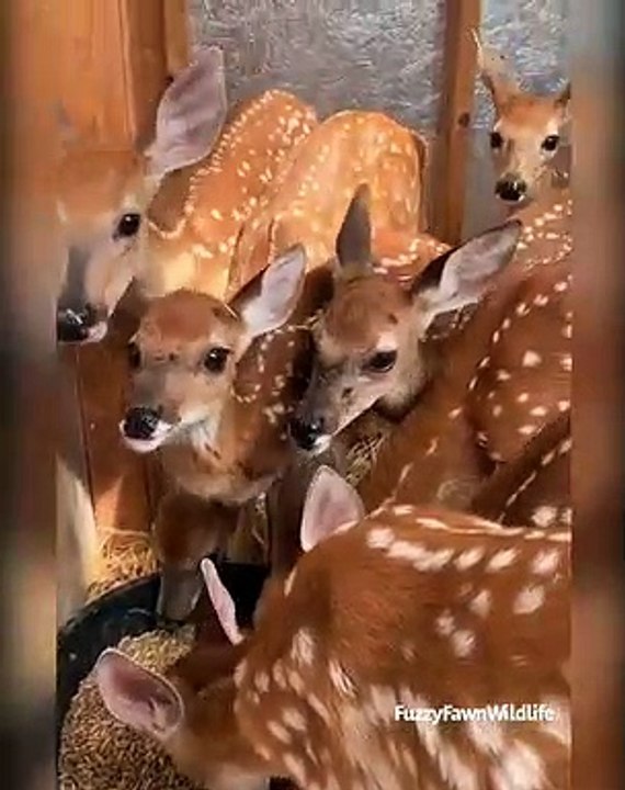 Ces petits faons sont tellement croquants. A voir !