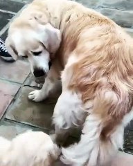 Ce chiot ne veut pas lâcher la queue de son papa. Hilarant !