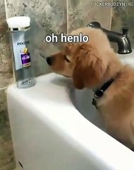 Quand un chiot s'attaque à son shampoing. A mourir de rire !