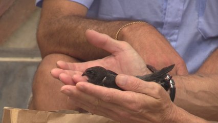 El Bioparc de Valencia realiza una suelta de pájaros protegidos