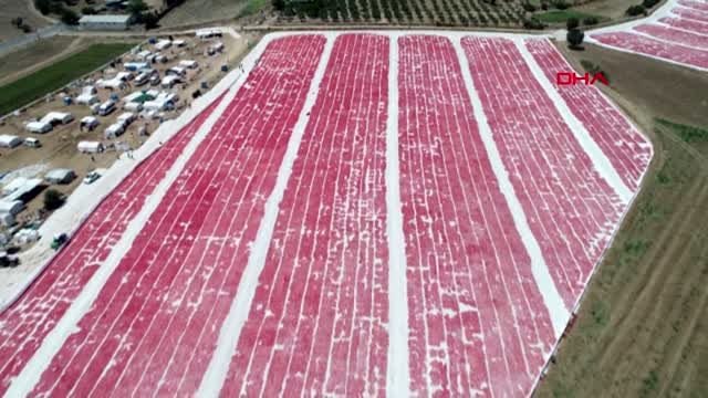 İZMİR Torbalı'da domates üreticilerinin yüzü gülüyor-2