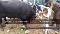 Sanda Qurbani 2017 Lahore Mandi Maveshi Shahpur Kanjra - BakraEid in Pakistan Cow Mandi Video