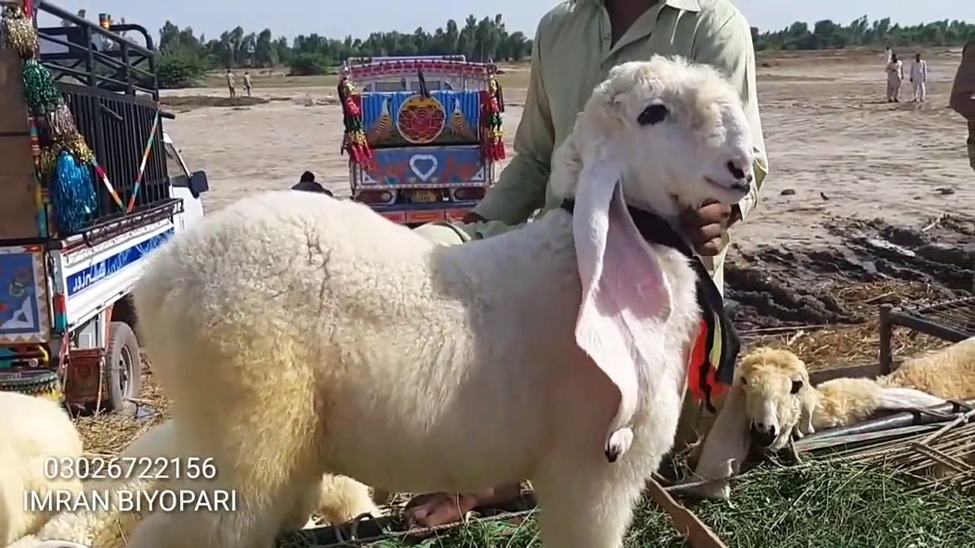 ⁣Sargodha Kajla Bhalwal Mandi rate for Bakra Eid 2019 Maal - Sub Sassta Ha