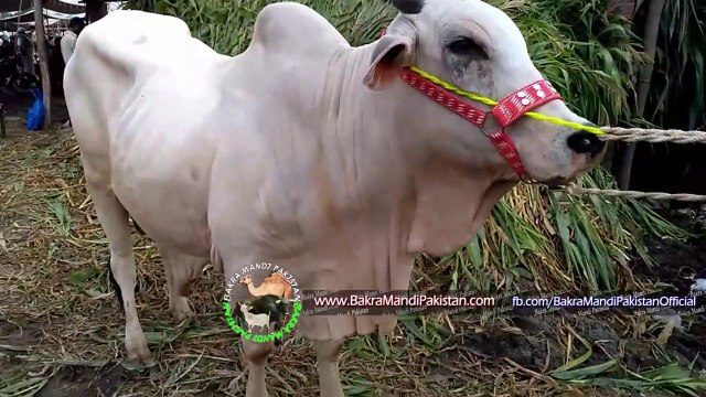 Shahpur Kanjra Mandi Cow Mandi 2017 Lahore - Bakra Mandi Lahore 2017 - Eid Ul Adha 2017
