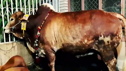 SHER E LAHORE IN RIWAZ GARDEN - QURBANI EID 2018