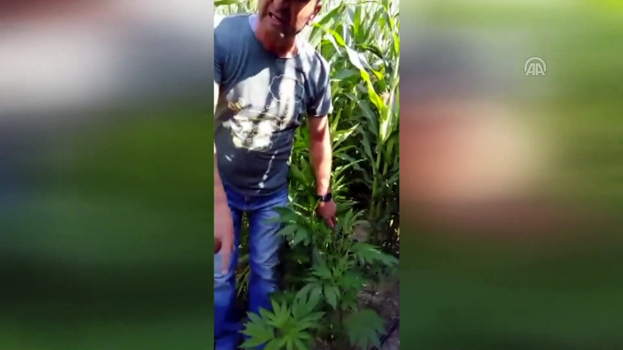 Karapınar'da 550 kök hint keneviri bitkisi ele geçirildi - KONYA
