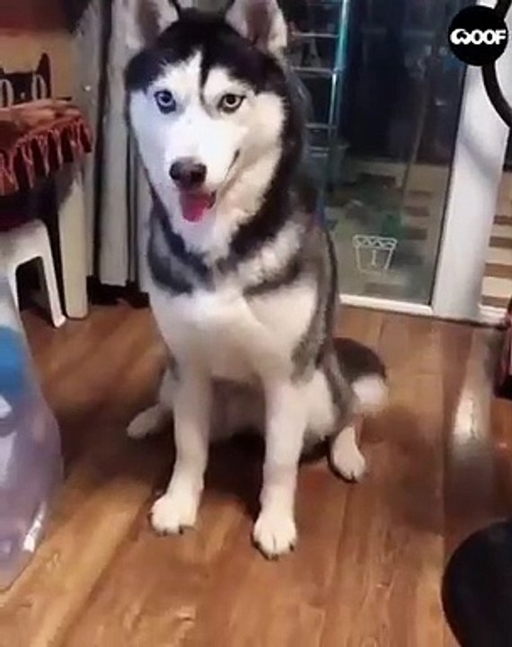 Ce Husky ne sait pas comment donner la patte. Hilarant !