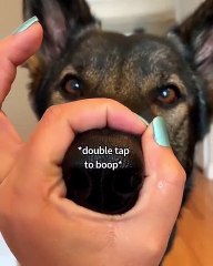 Vous allez fondre avec le museau de Sheperd Allemand. Trop chou !