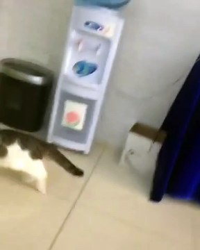 Quand un chat vole un jouet et se fait attraper. A mourir de rire !