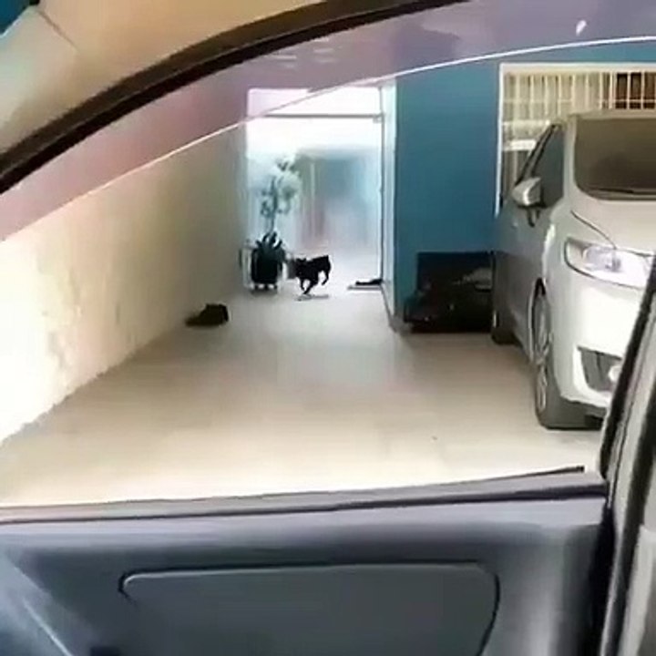 Quand l'heure d'aller au parc de chien est arrivé, voici comment ce chien réagit !