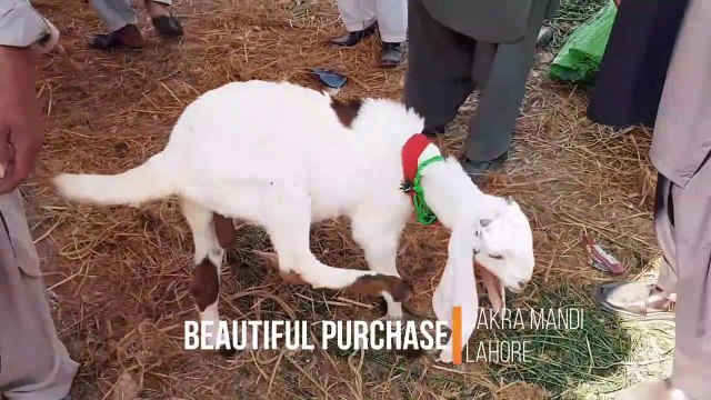SOODA KERWAYA DIYA BY HAMMAD IN LAHORE BAKRA MANDI FOR BAKRA EID 2018