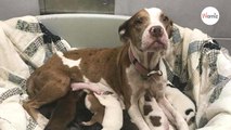 Une maman chien jetée dans un refuge avec ses 10 chiots retrouve aujourd'hui le sourire