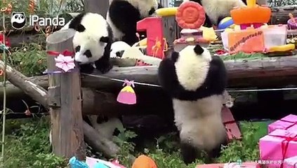 Incroyable ! Regardez ces 18 Pandas qui fêtent leur anniversaire ensemble !