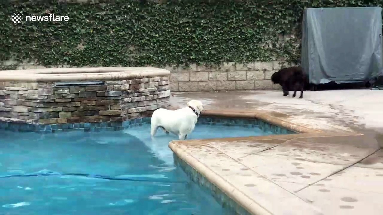 These dogs know how to have a good time! US pooches let loose in backyard