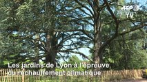 Les jardins de Lyon à l'épreuve du réchauffement climatique