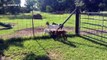 Bully goat! Small goats with heads stuck in fence get rammed by bigger jerk goat on Texas farm