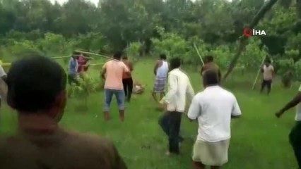 - Hindistan'da kaplanı öldüresiye dövdüler- Kaplanı döven 4 kişi gözaltına alındı