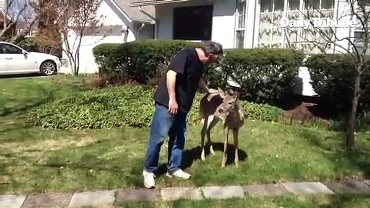 Friendly deer in Royal Oak interacts with homeowner and UPS driver. Deer is also friendly with the n