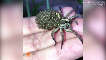 Cette Araignee Porte Ses Milliers De Bebes Sur Son Dos Adorable Ou Terrifiant Video Dailymotion