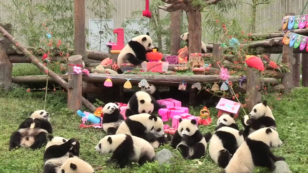 18 bébés pandas d'une réserve naturelle chinoise fêtent leur tout premier anniversaire