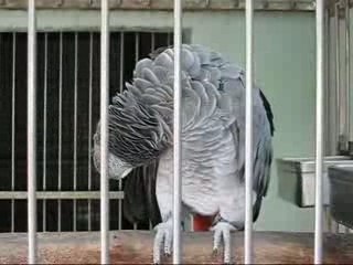African Grey Parrot