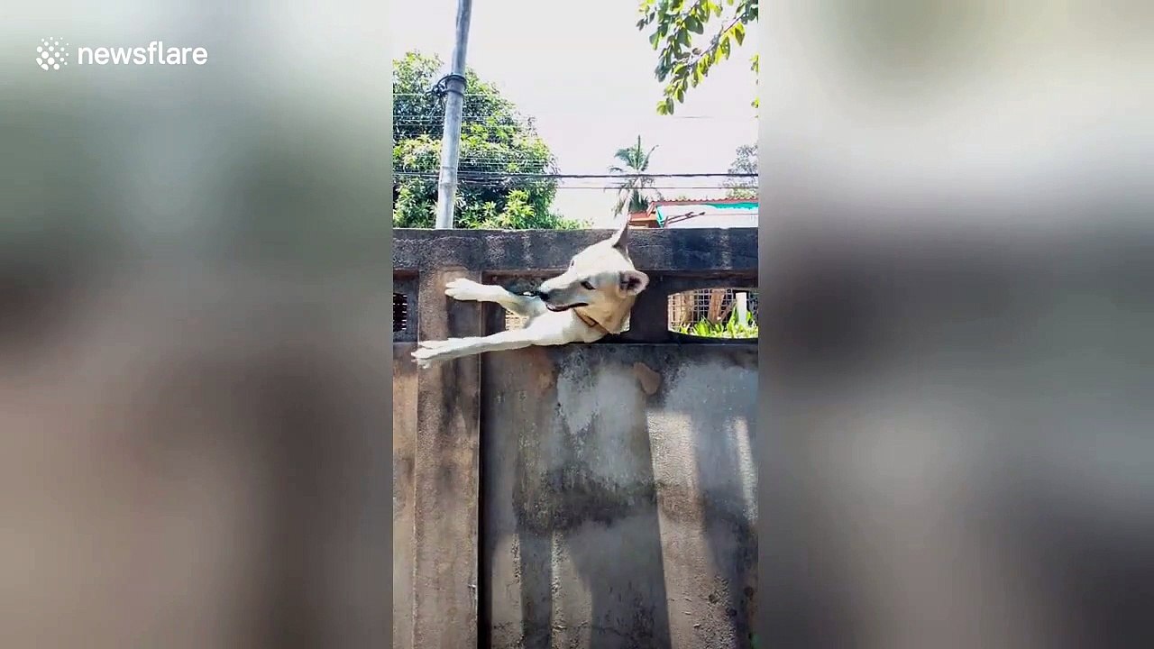 Guilty dog crawls back in through hole in the fence after escaping