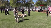 KONYA Köpekler, ırk standartları için yarıştı