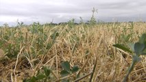 Una plaga de topillos pone en jaque a los agricultores en Tierra de Campos