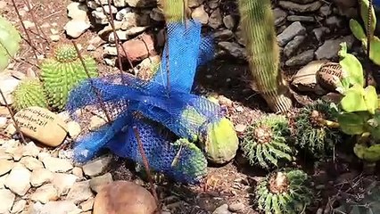 Sernhac :  Les Ormeaux, un jardin extraordinaire