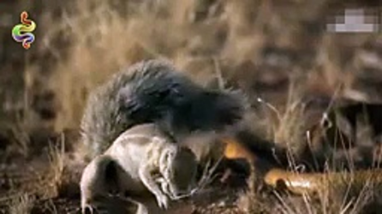 Amazing Snake Python King Cobra Big Battle In The Desert Mongoose - Amazing A...