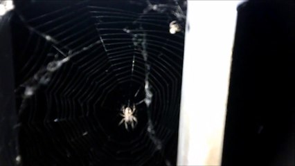 MCH 140 SPIDERS.ARACHNOPHOBIA.WEB-SLINGER.