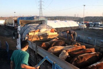 İstanbul'da ilk kurbanlıklar satış yerlerine yerleştirildi