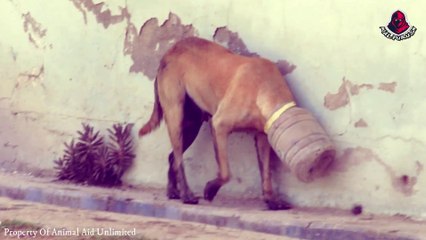 দেখুন কিভাবে প্রানিগুলি মানুষের সাহায্যে আবার জীবন ফিরে পেল || Animal Rescues By Humans