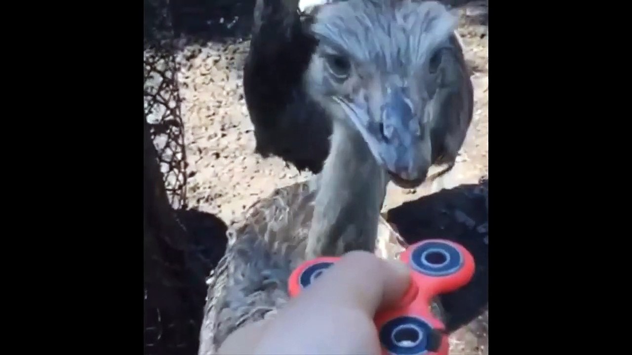 Ostrich Steal A Fidget Spinner
