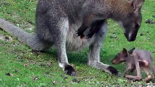  Kangaroo Fell Out Of The Bag
