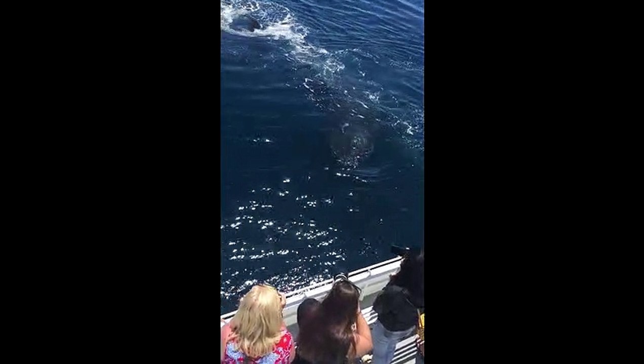 Whales Wave Hello