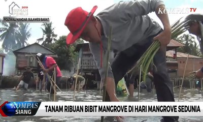 Tanam Ribuan Bibit Mangrove di Hari Mangrove Sedunia